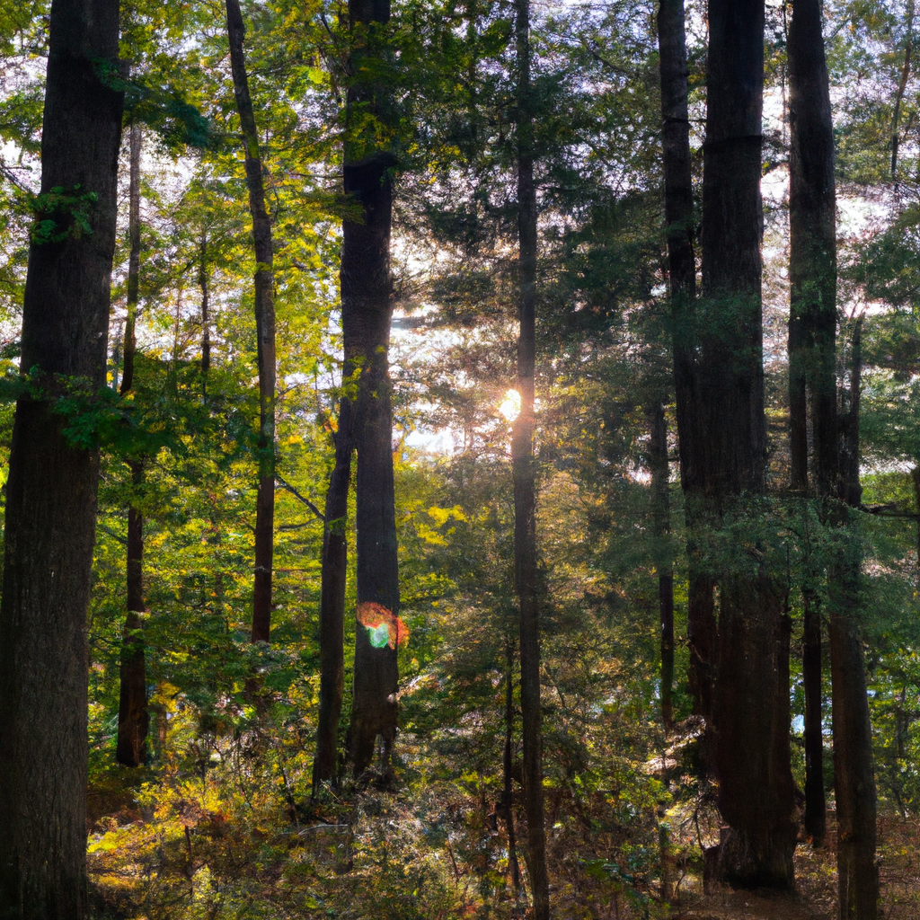 230320112312-:-A-suny-afternoon-in-the-woods.png