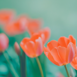 230325172251+Create+a+series+of+stunning+high-resolution+images+of+vibrant+blooming+flowers+that+symbolize+love-5.png