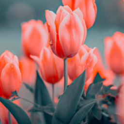 230325182010.753_Create-a-series-of-stunning_-high-resolution-images-of-vibrant_-blooming-flowers-that-symbolize-love.png